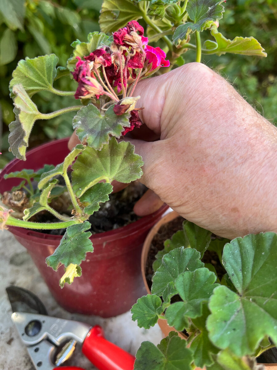 Gardener potting up pelargonium cuttings in small pot