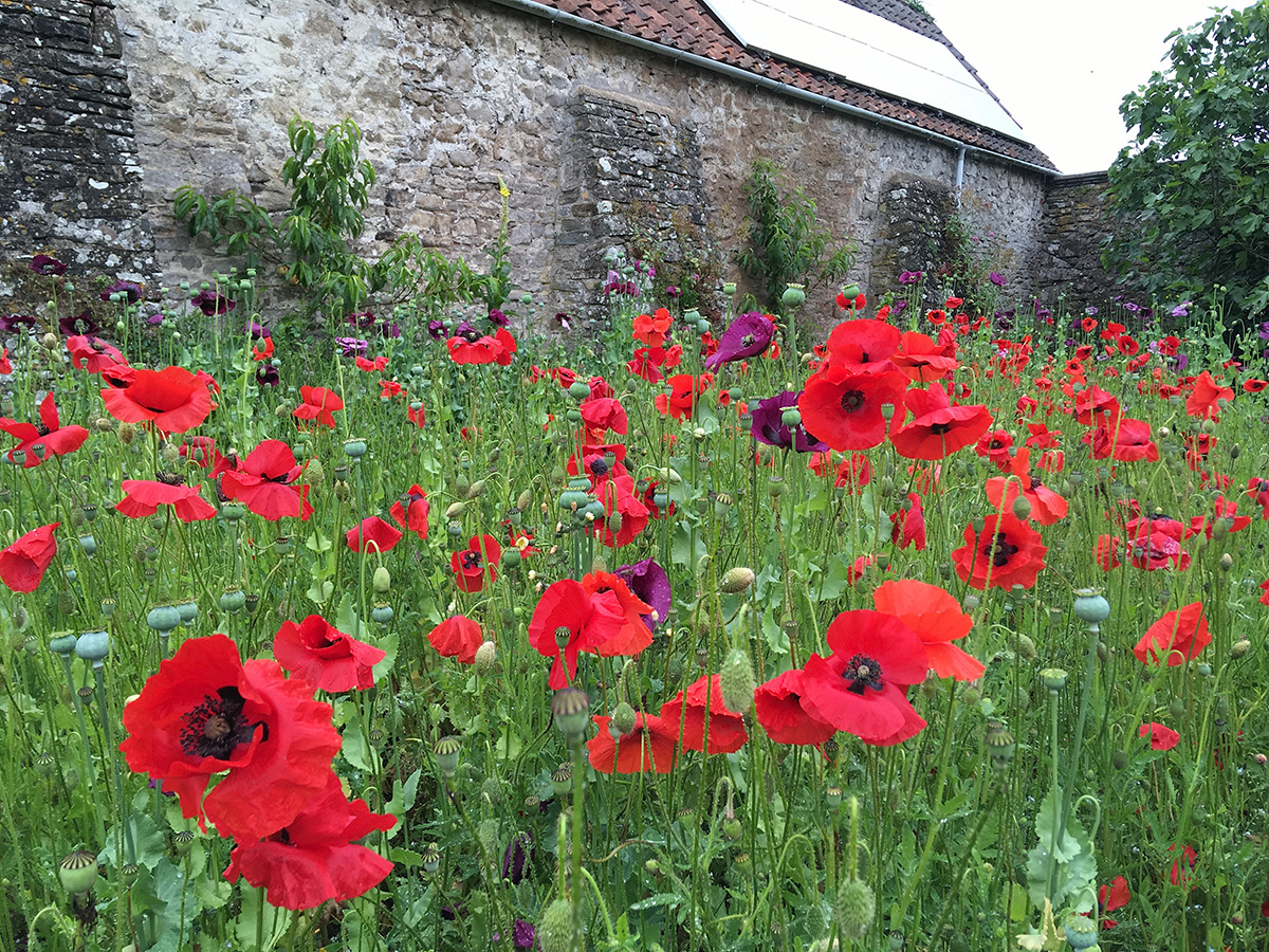 Red poppies
