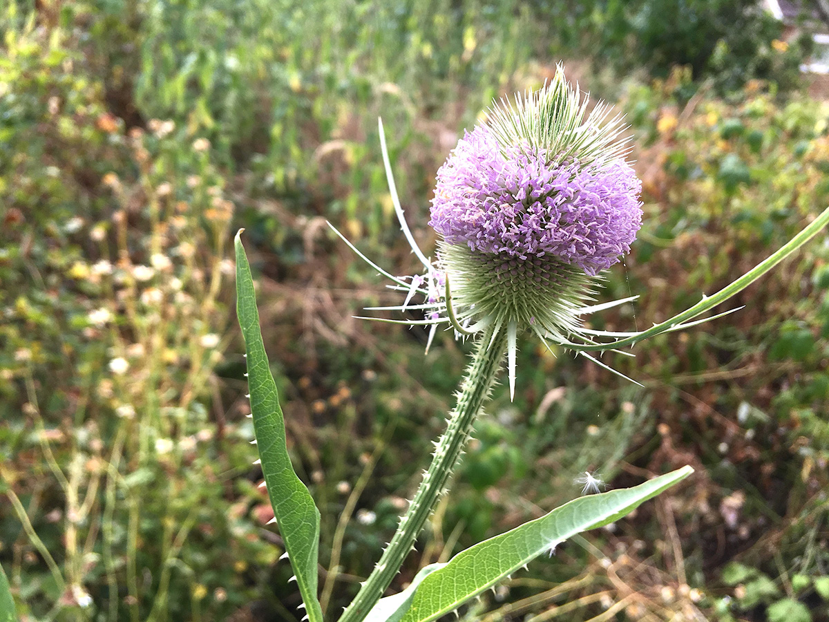 Teasel, Dipsacus fullonum