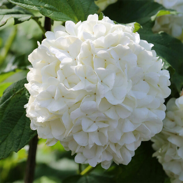 Viburnum opulus Roseum_1_Heinje_1000px Viburnum opulus 'Roseum'