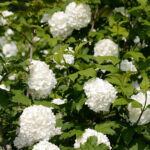 Viburnum opulus 'Roseum'