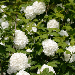 Viburnum opulus 'Roseum'