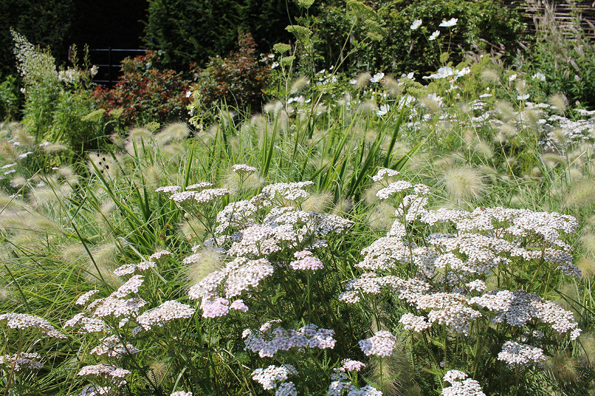 Yarrow, Achillea millefolium
