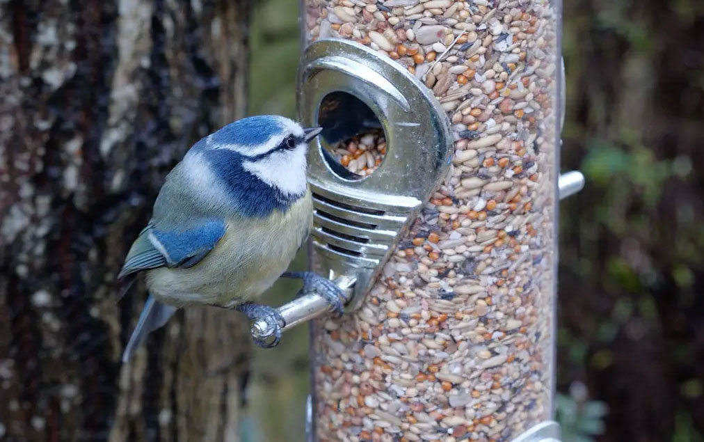 Subscribe and Save bird food