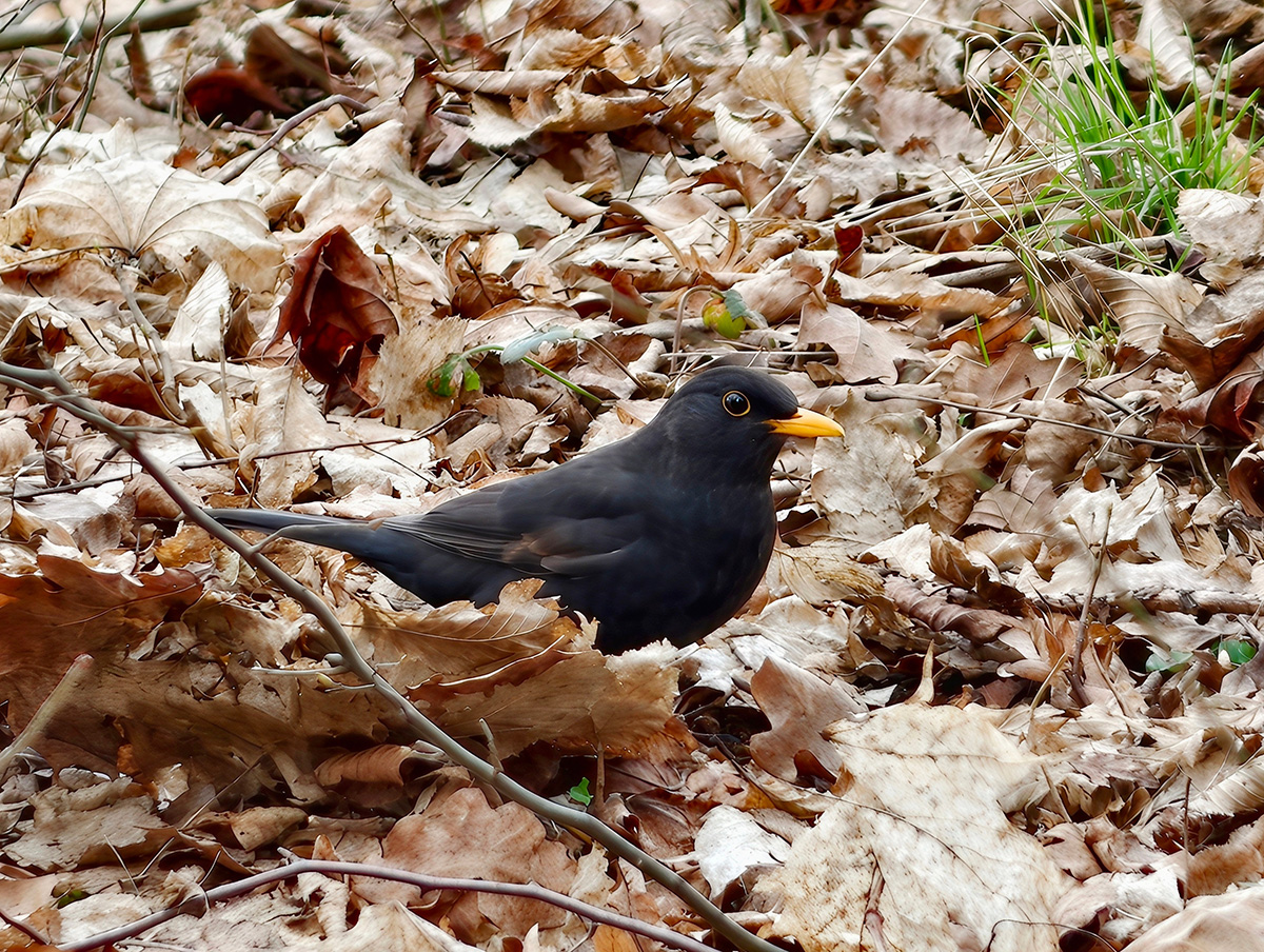 Blackbird foraging for insects in leaves