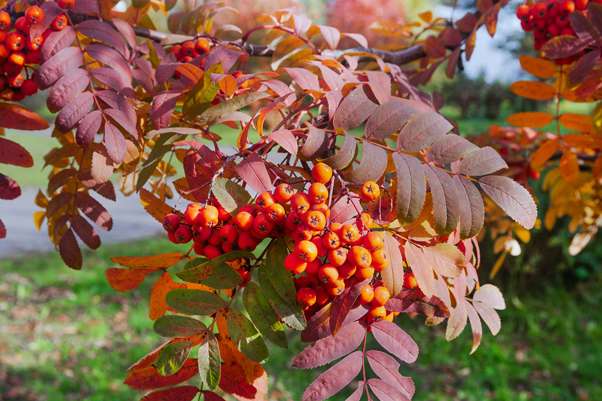 Mountain ash/rowan tree in winter