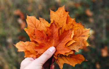 Hand holding autumn leaves