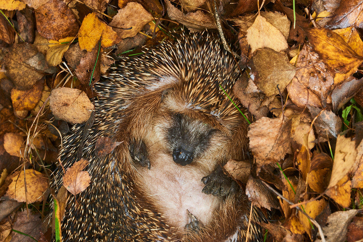 young hedgehog sleeping in leaves