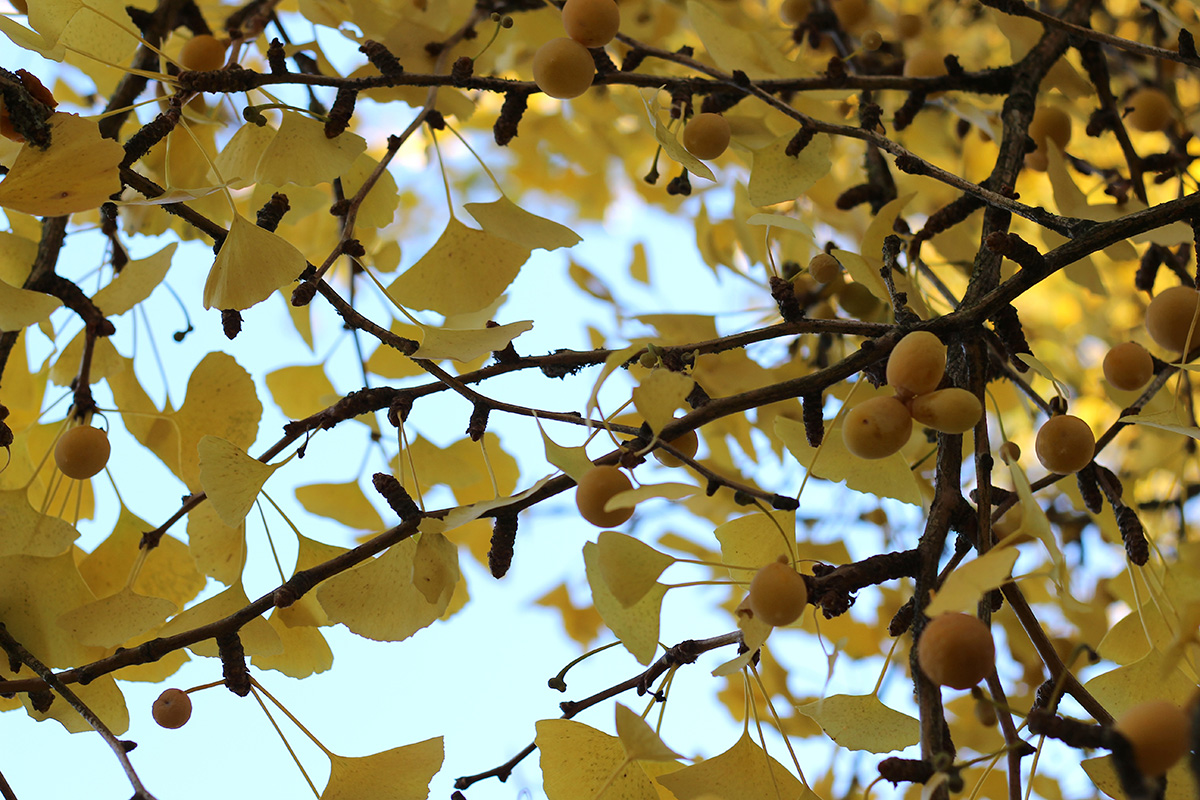 Ginkgo biloba.