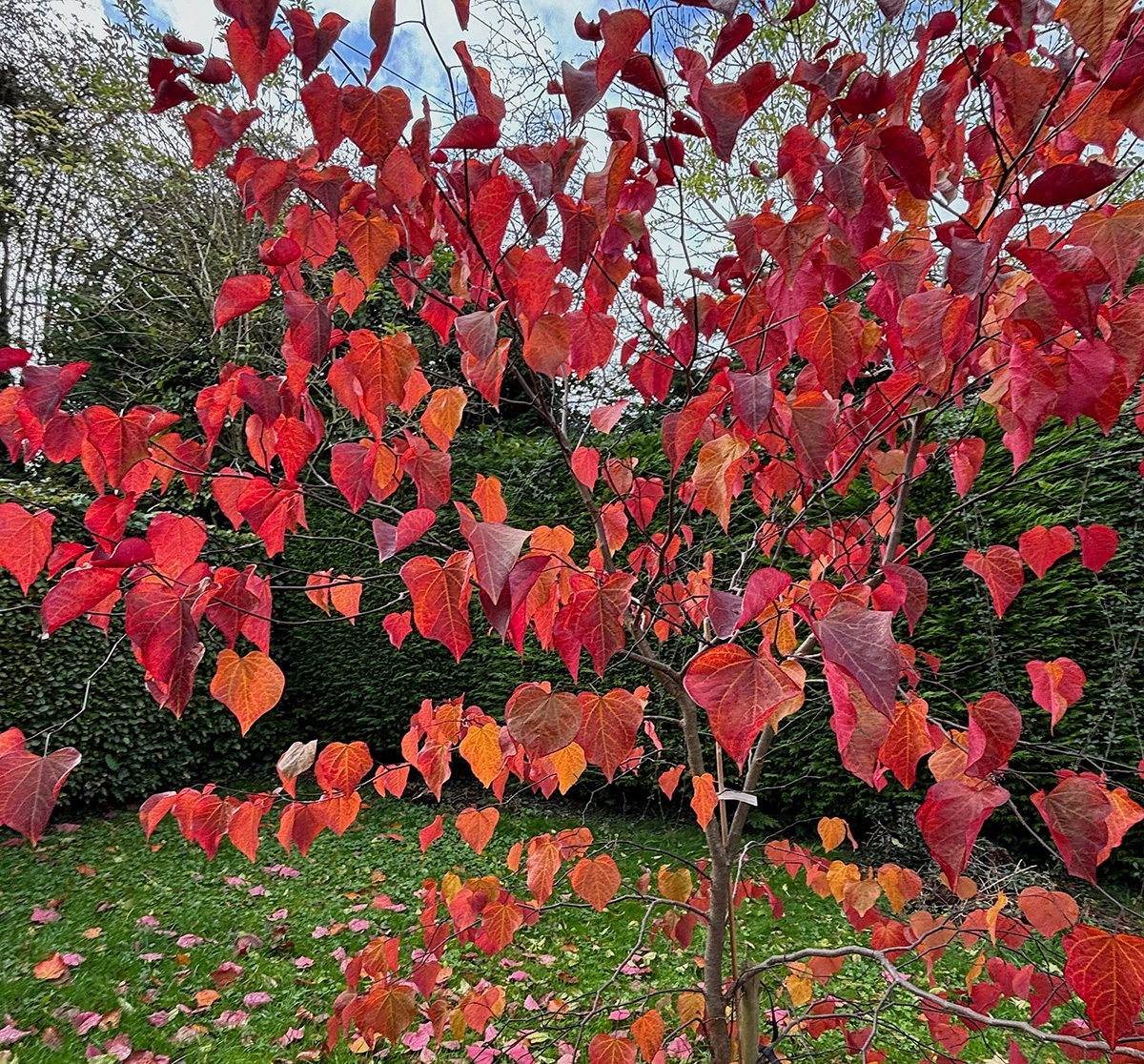 Katsura tree