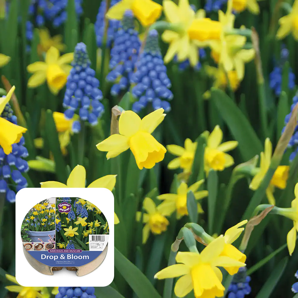 Yellow narcissi and blue muscari in flower, with the Drop & Bloom Narcissi & Muscari tray
