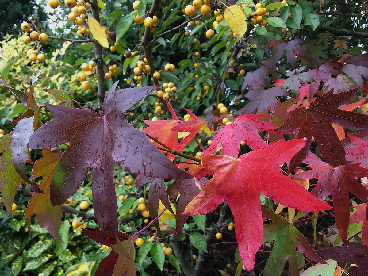 Sweetgum leaves changing colour