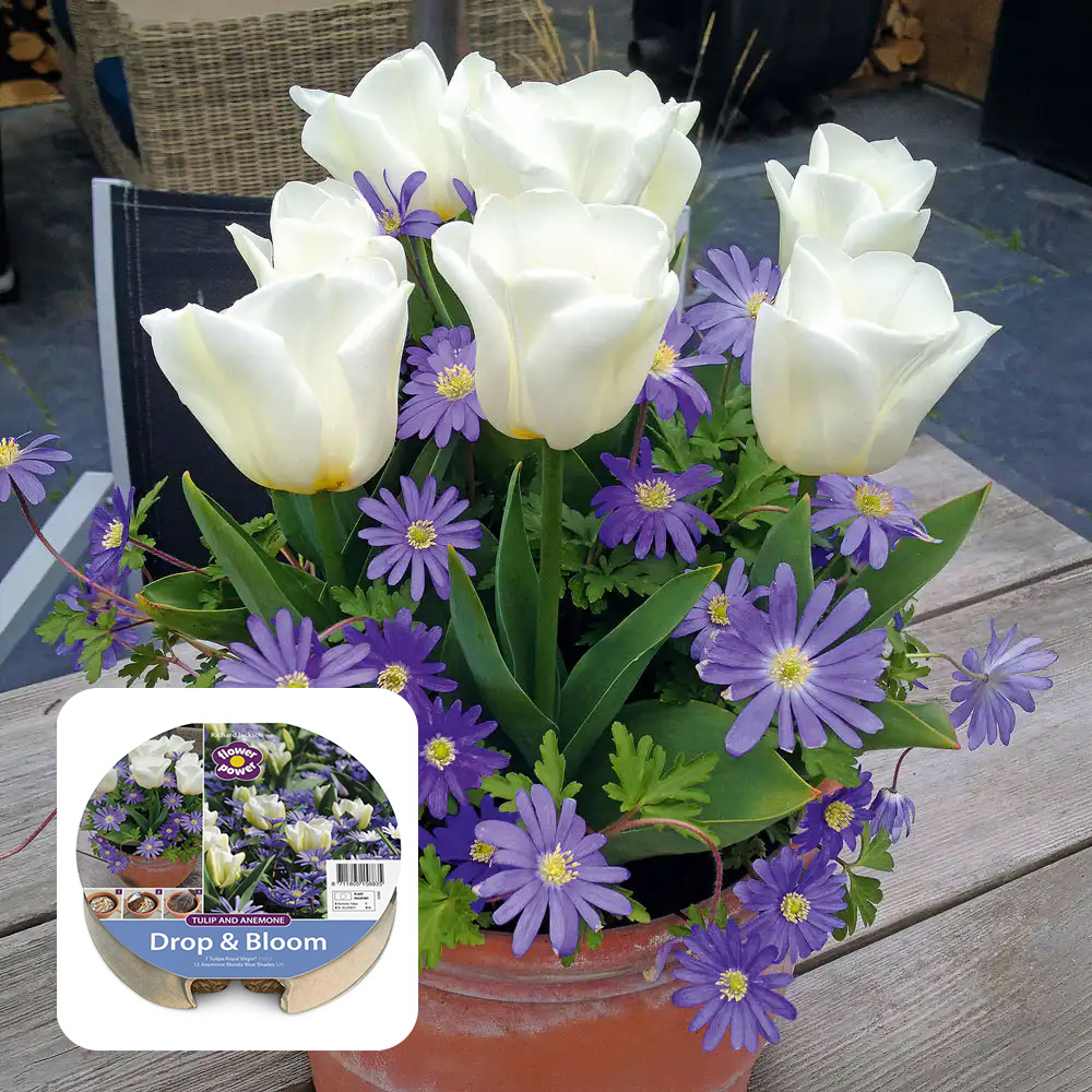 White tulips with blue anemones in a pot, with the Drop & Bloom Tulip & Anemone tray