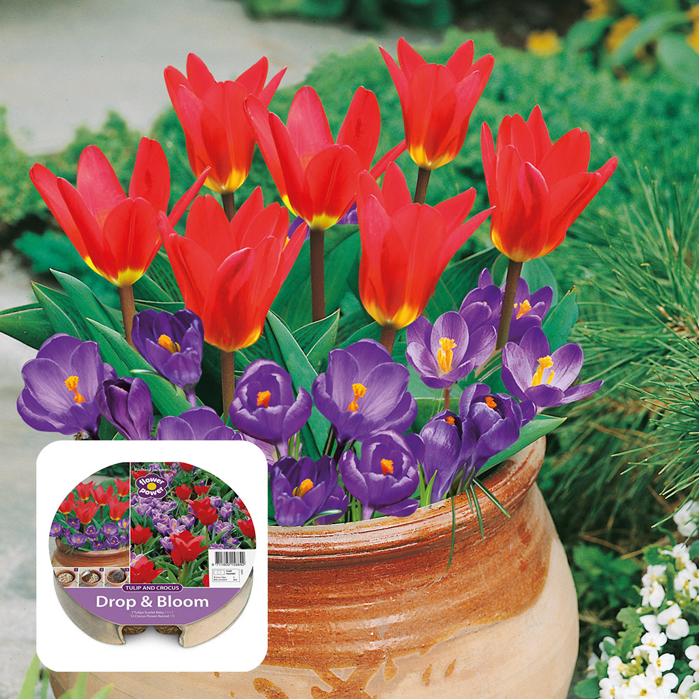 Scarlet tulips over purple crocus in a pot, with the Drop & Bloom Tulip & Crocus tray