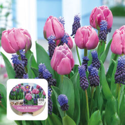 Drop & Bloom Bulb Tray Tulip & Muscari Mix