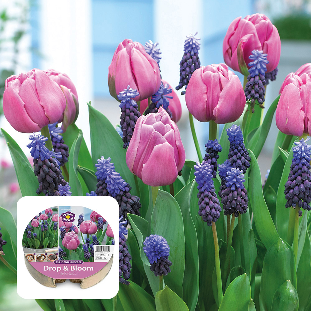 Pink tulips and deep blue muscari in flower, with the Drop & Bloom Tulip & Muscari tray