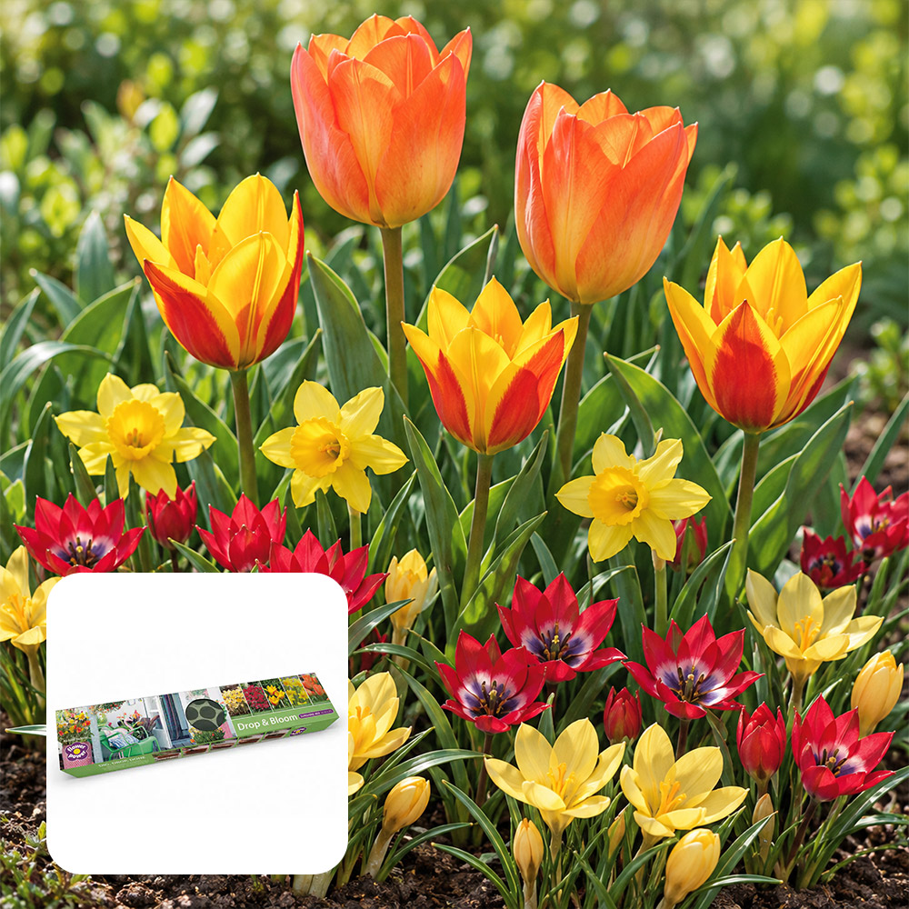 Orange and red tulips with yellow narcissi and crocus, with the Drop & Bloom XL Sunshine Mix tray